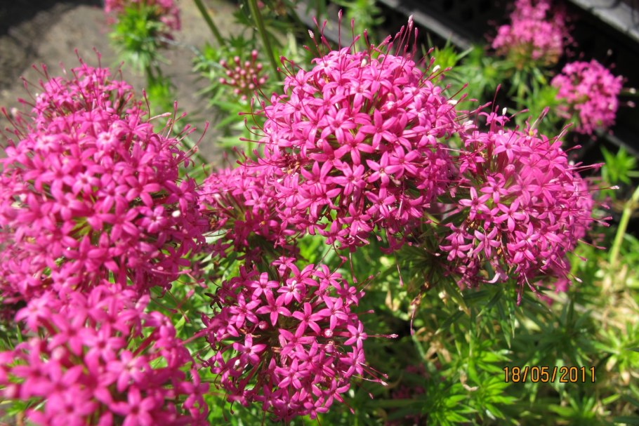 Фуопсис purpurea