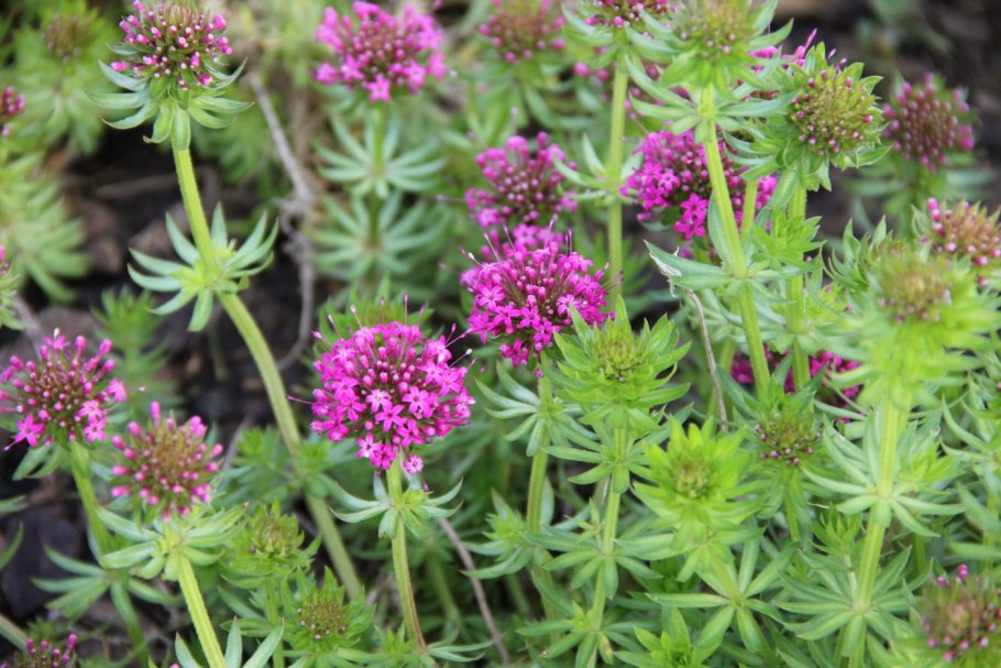 Фуопсис многолетник ландшафт дизайн