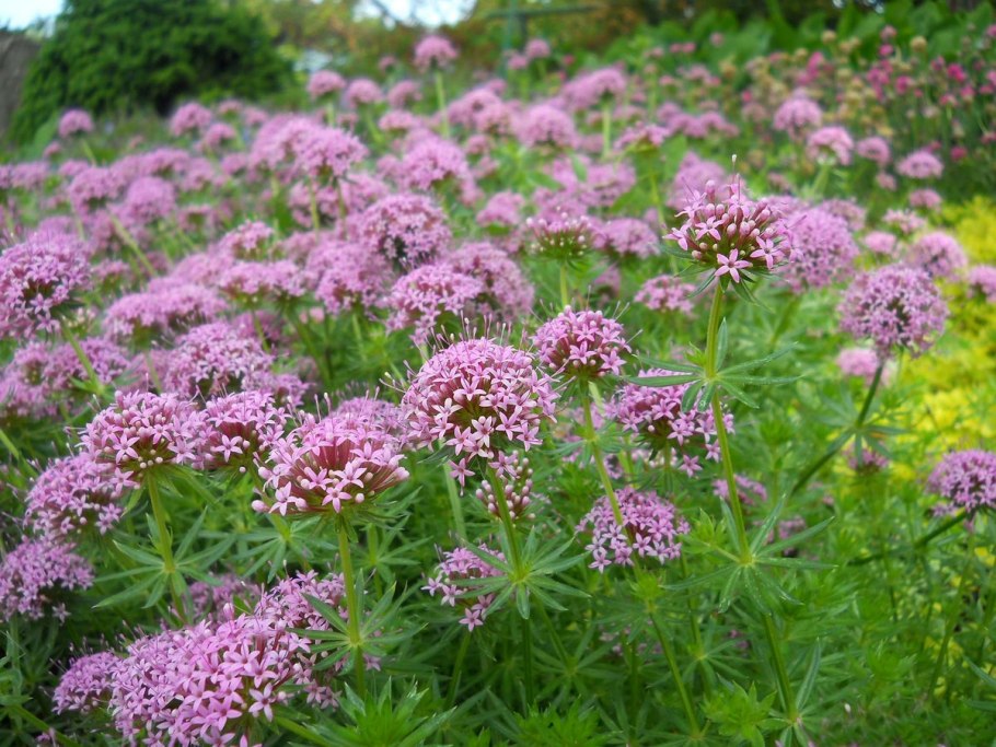 Киевская картинная галерея Шишкин Иван