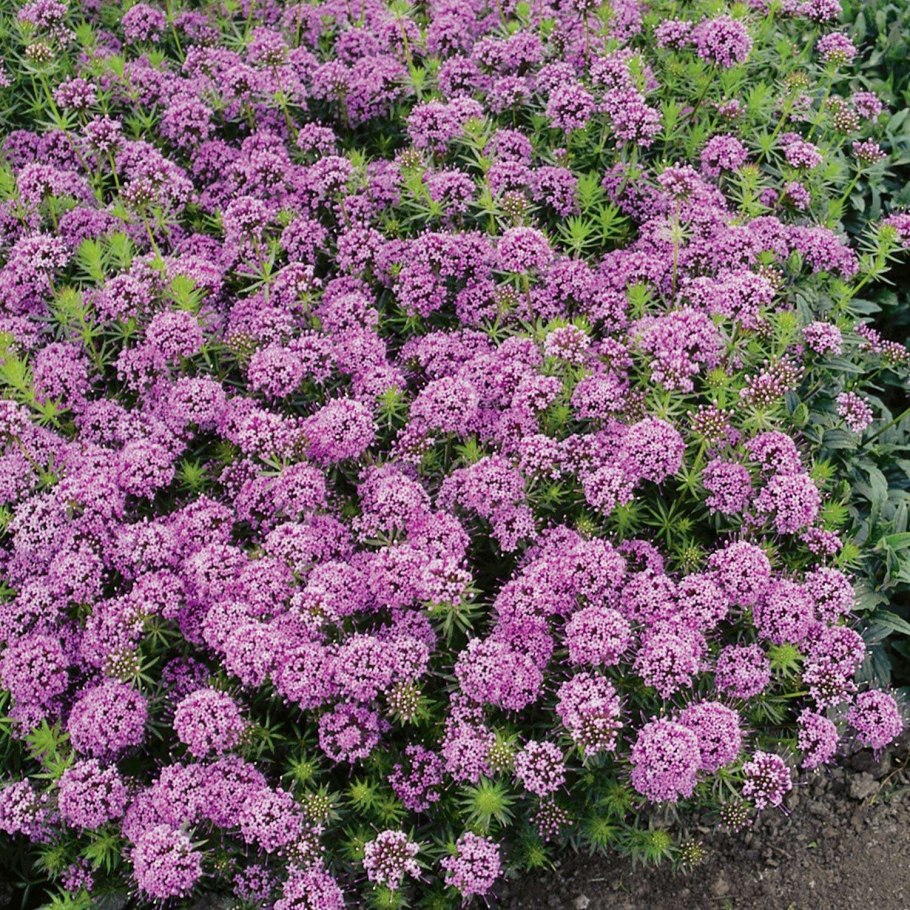 Фуопсис длинностолбиковый