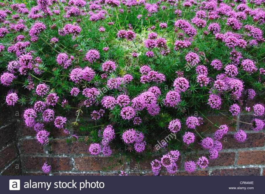 Фуопсис почвопокровный