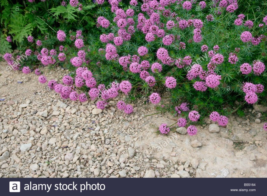 Фуопсис длинностолбиковый