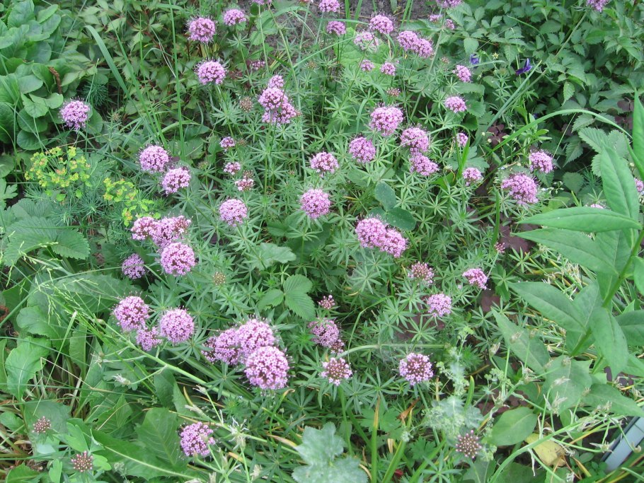 Фуопсис многолетник