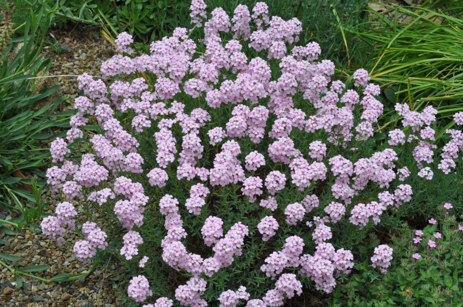 Фуопсис длинностолбиковый