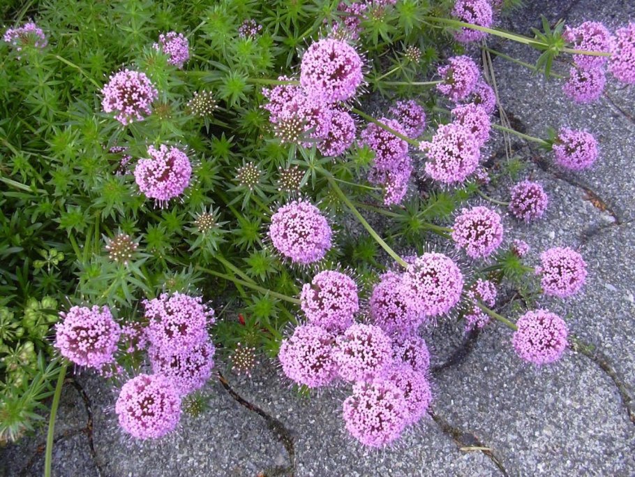 Как выглядит цветок Фуопсис