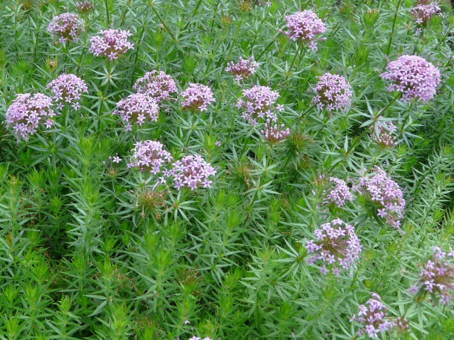 Сныть картина Шишкин