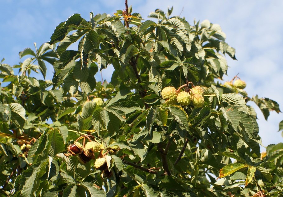 Каштан зубчатый американский