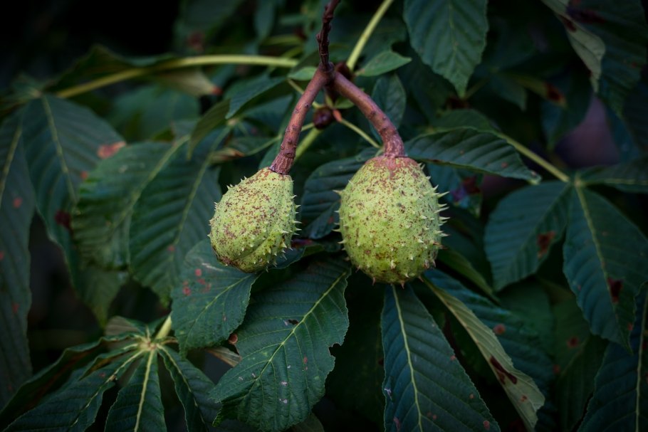 Каштан (Aesculus hippocastanum)
