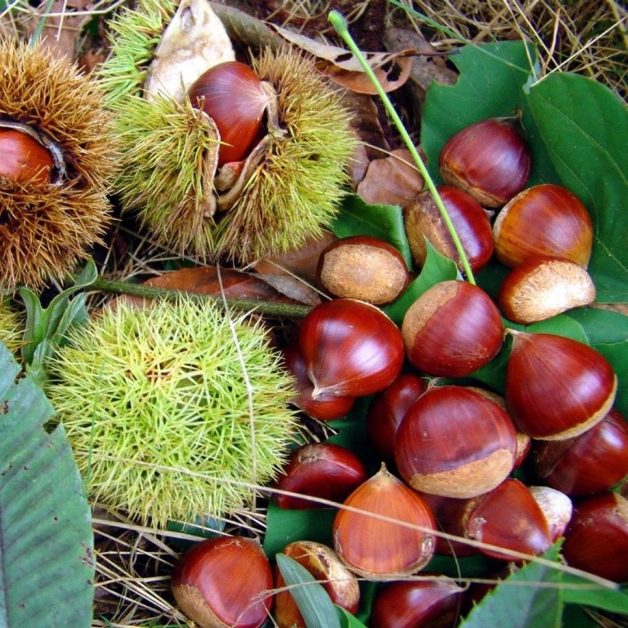 Каштан орех съедобный