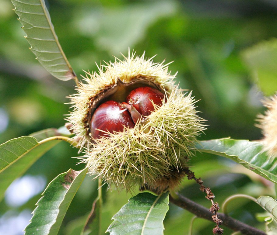 Каштан съедобный (Castanea Sativa)*