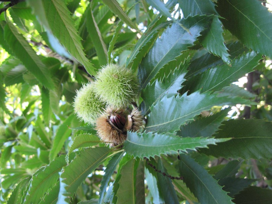 Каштан съедобный цветение