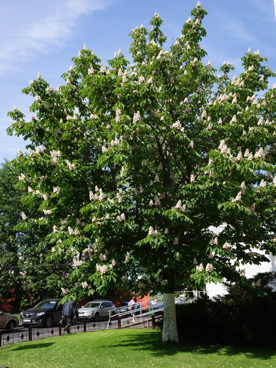 Конский каштан обыкновенный Aesculus hippocastanum