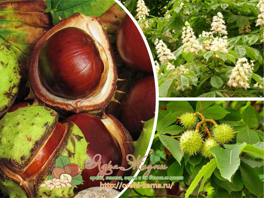 Каштаны съедобные и несъедобные