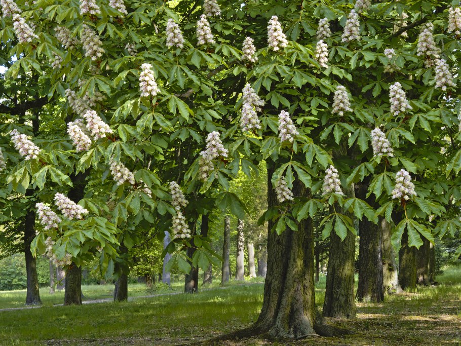 Каштан дерево