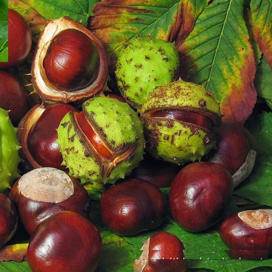 Castanea crenata