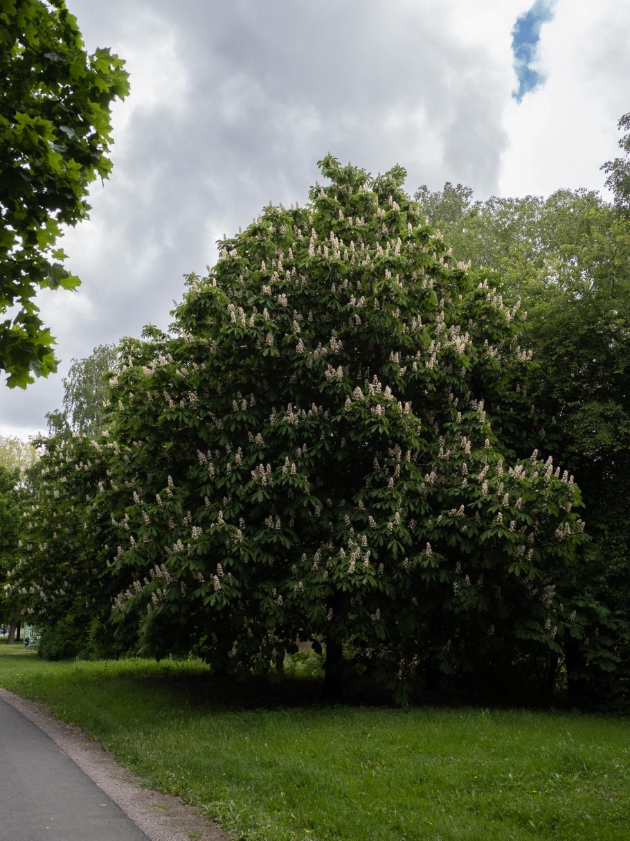Гвинейский каштан