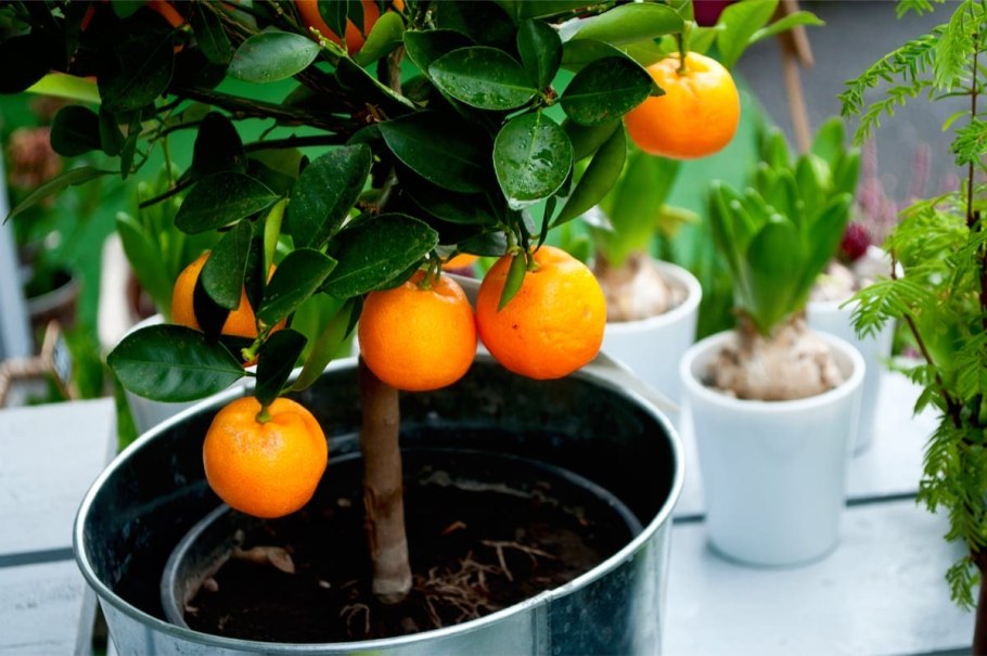 Цитрус (Citrus) растение