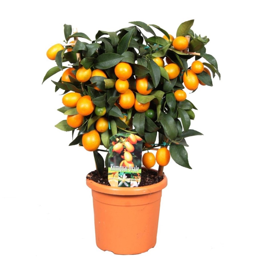 Цитрус мандарин Mandarine