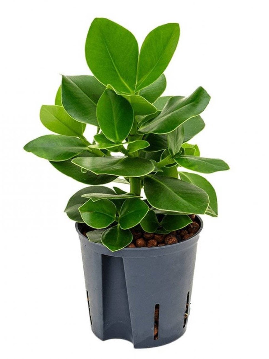 Клузия Росеа