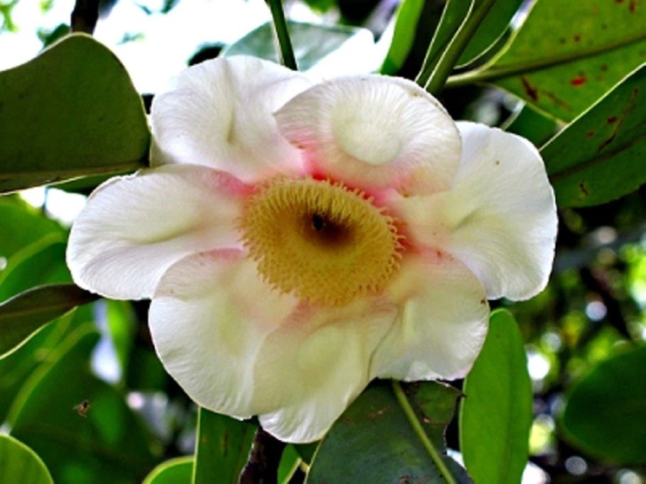 Клузия листья