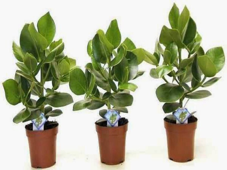 Клузия принцесс