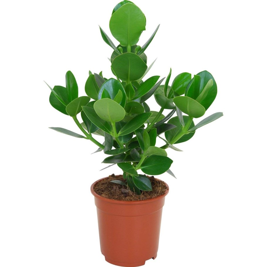 Фикус Клузия