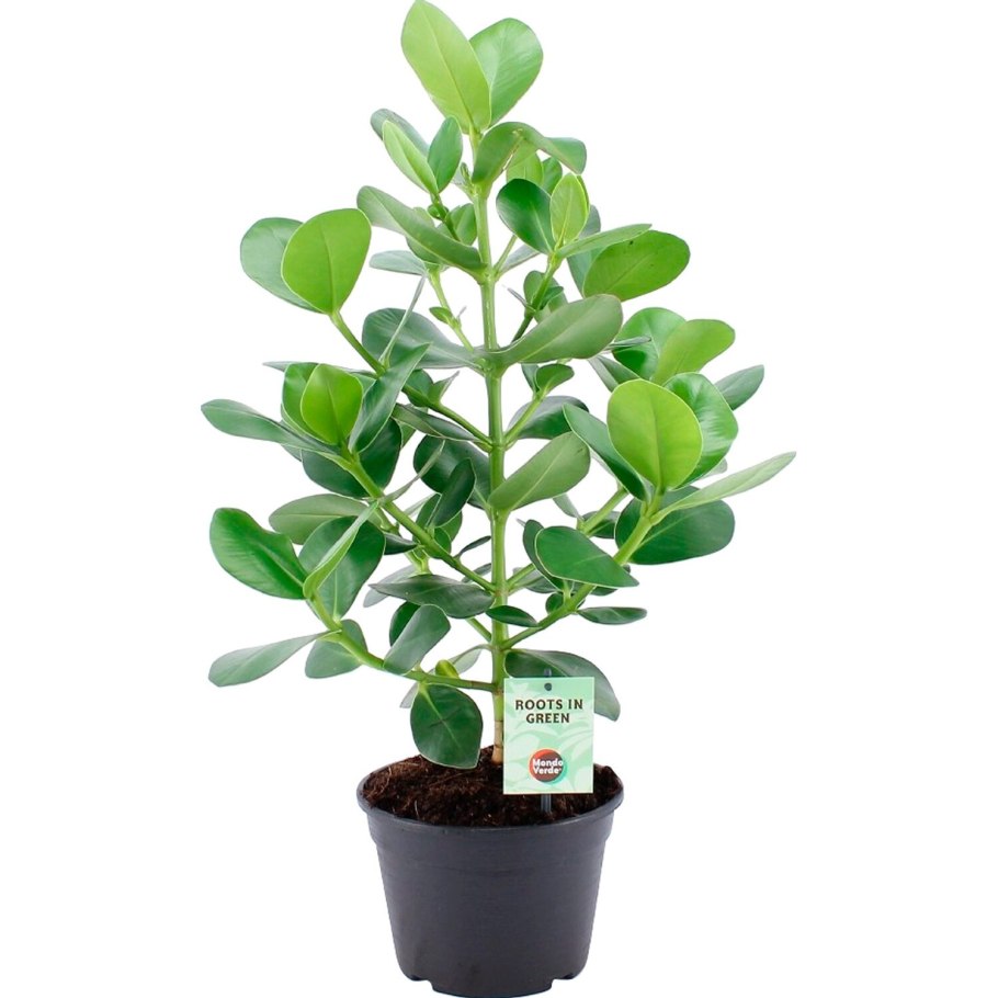 Клузия Clusia Major variegata