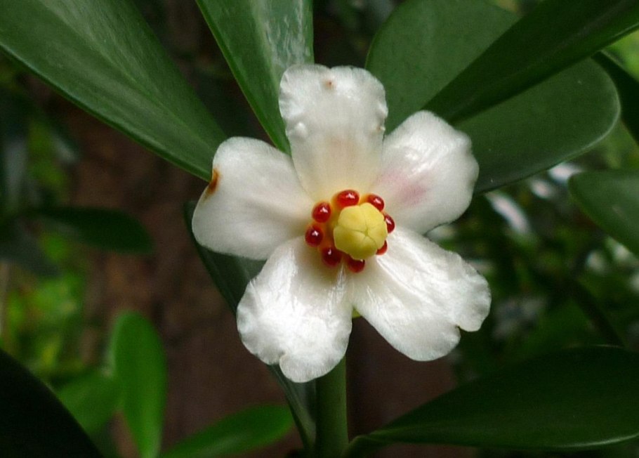 Клузия rosea Princess