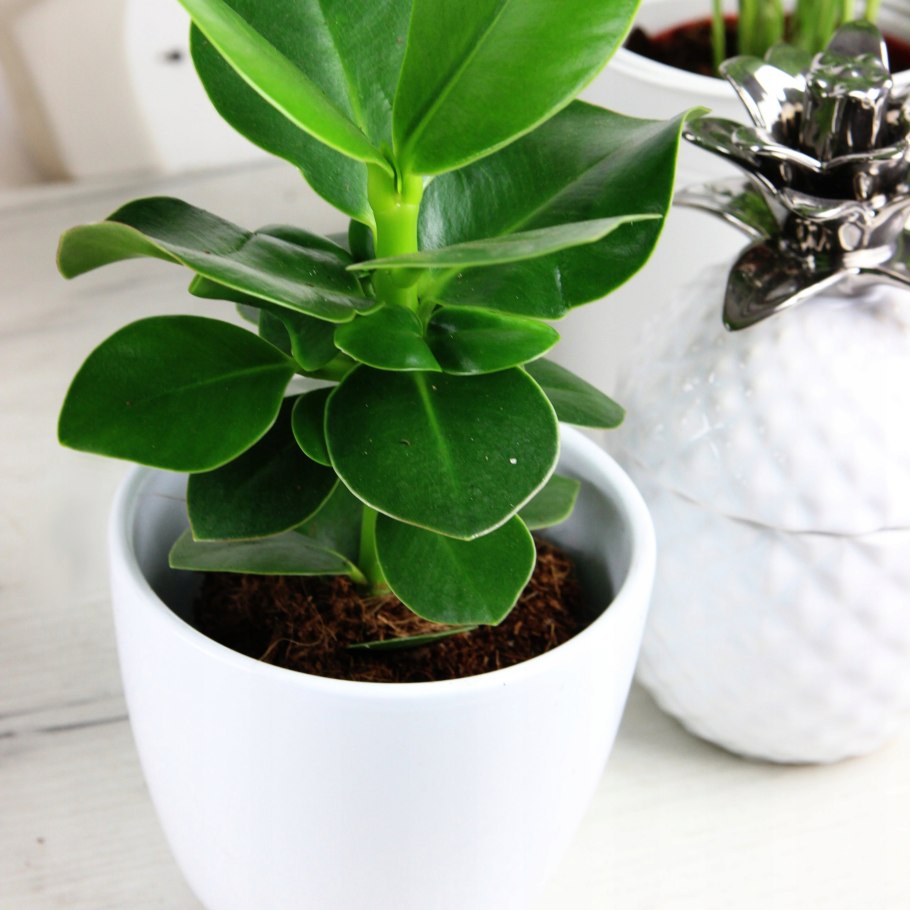 Клузия Росеа принцесс