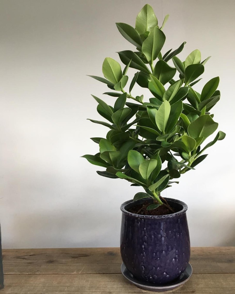 Клузия Росеа принцесс