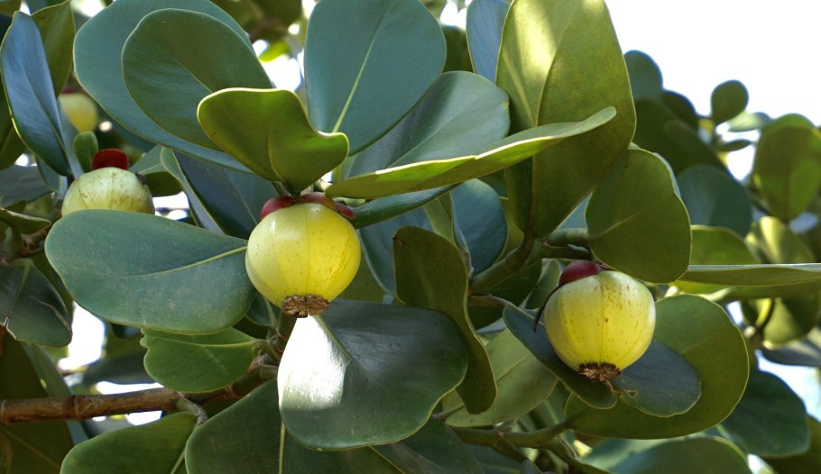 Клузия розовая принцесса