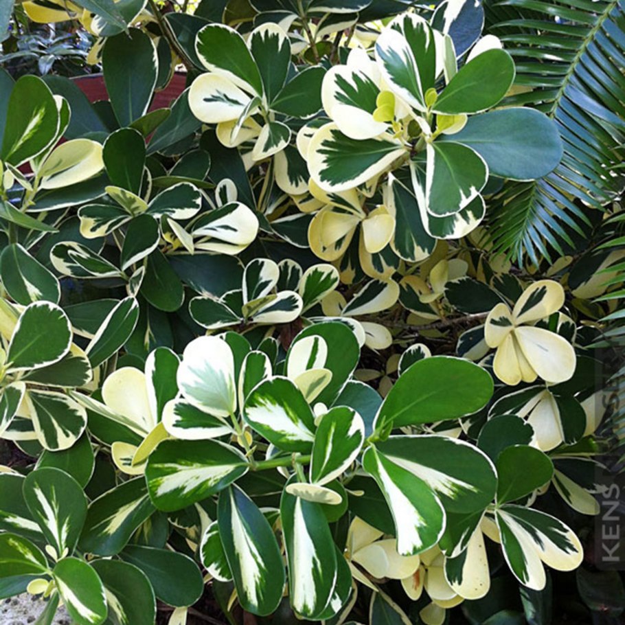 Клузия вариегатная