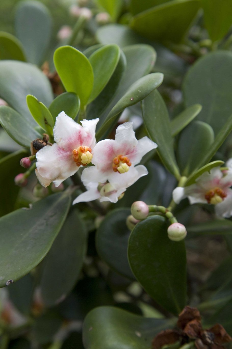 Клузия листья