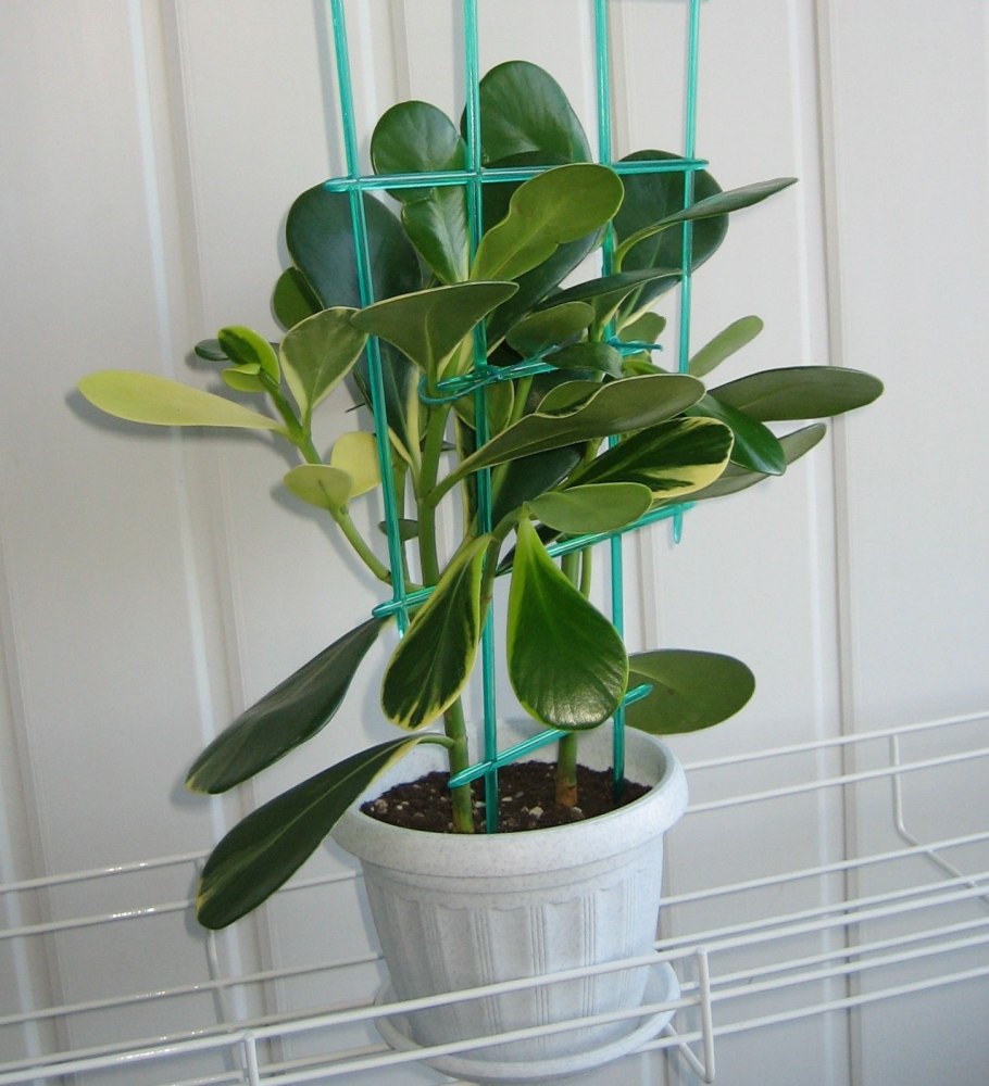 Клузия икеа