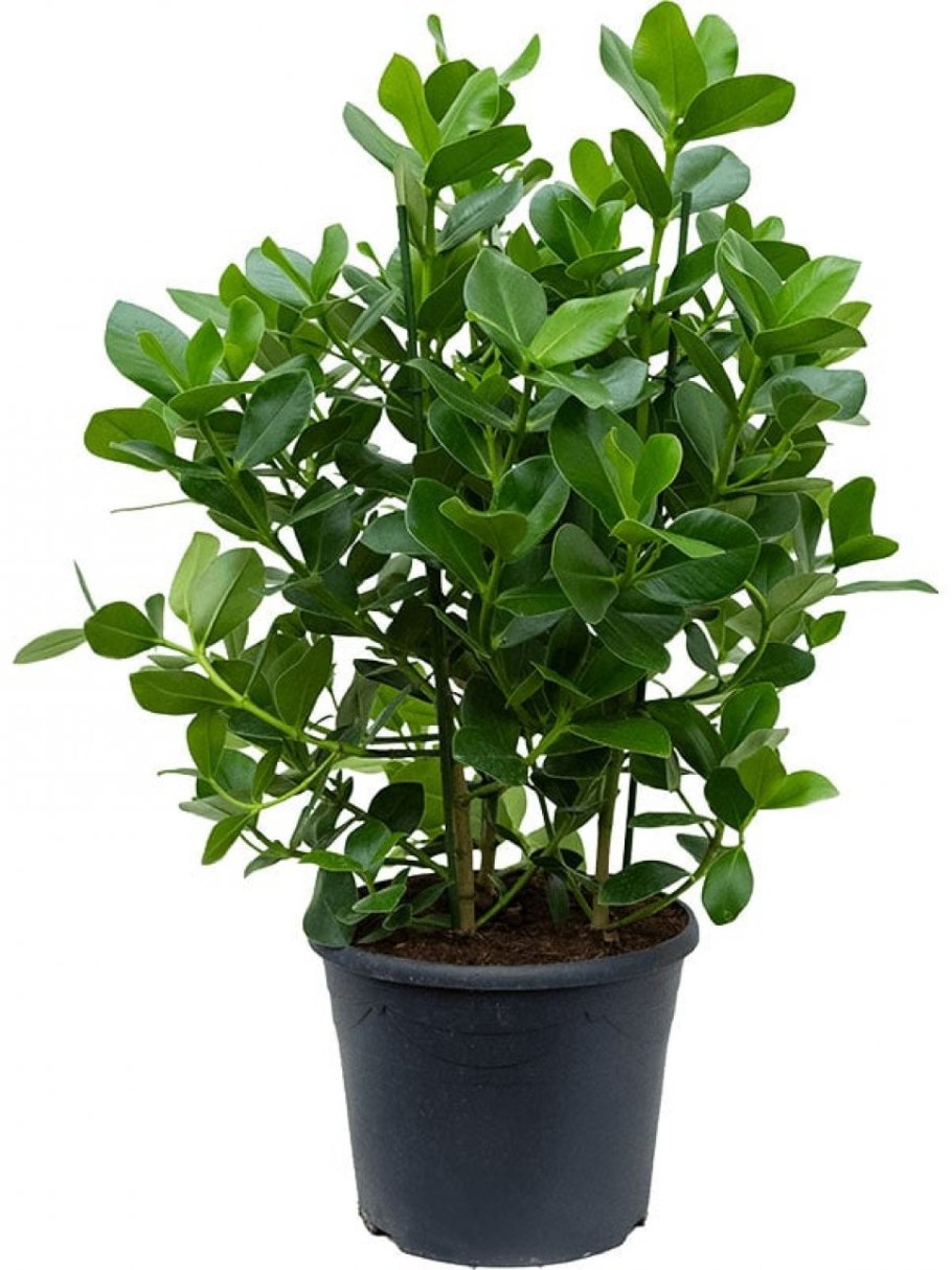 Клузия Росеа