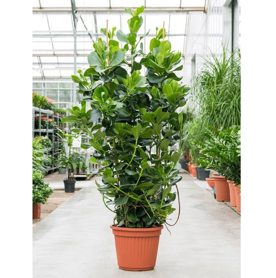 Клузия rosea Princess