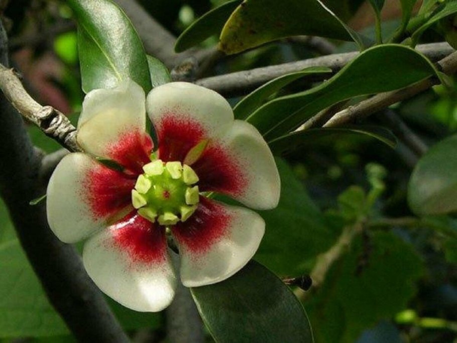 Клузия Росеа