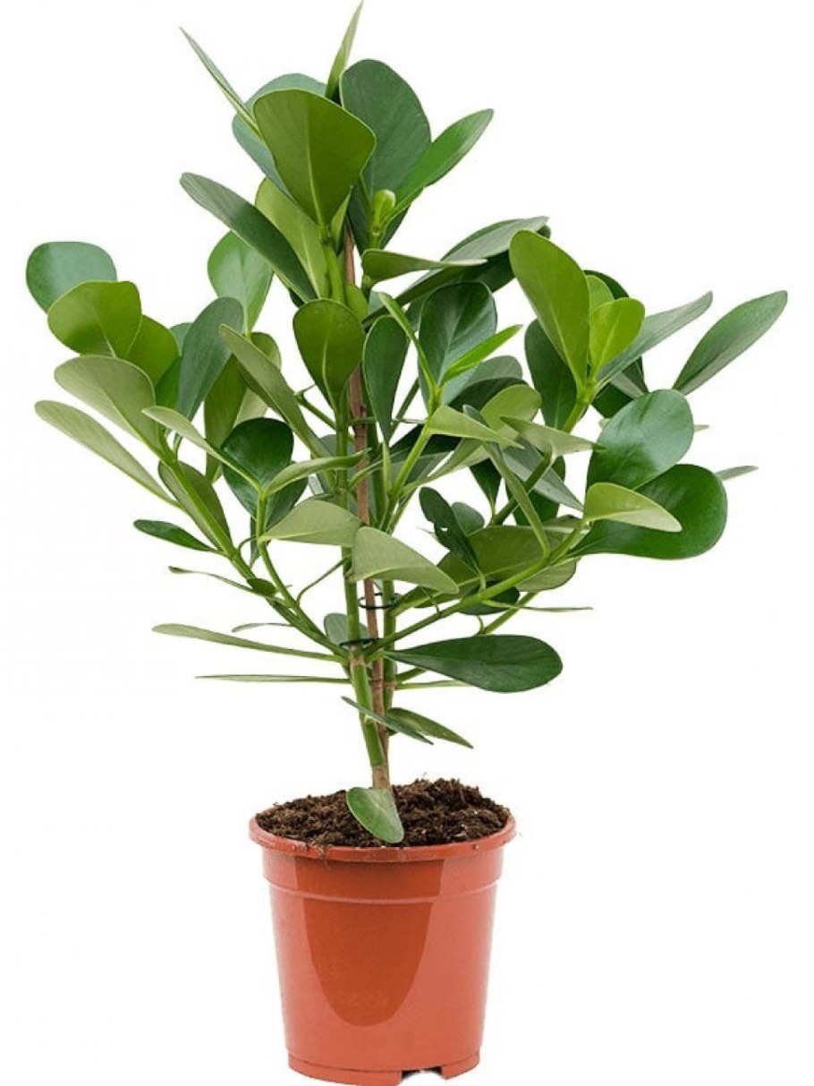 Клузия дерево