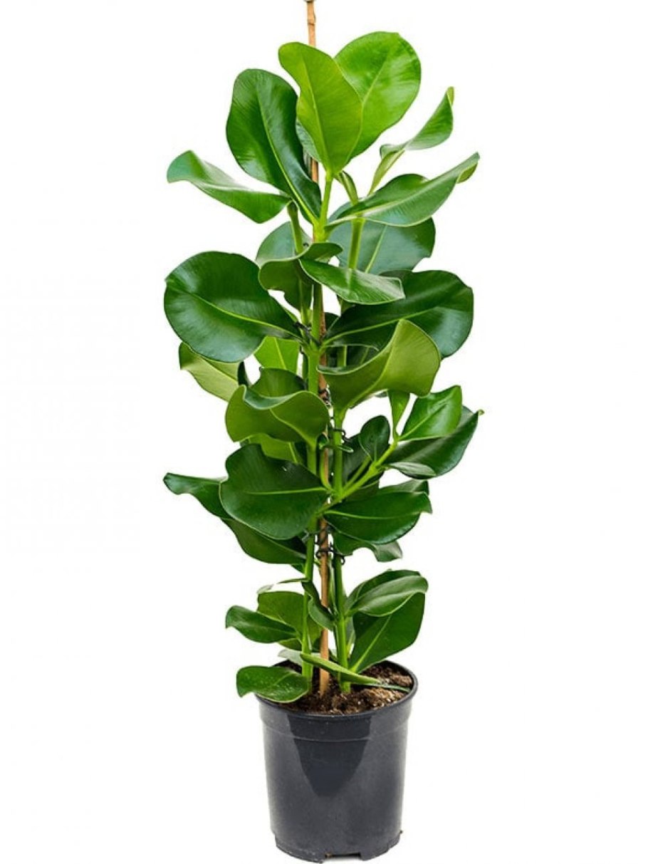 Фикус Клузия