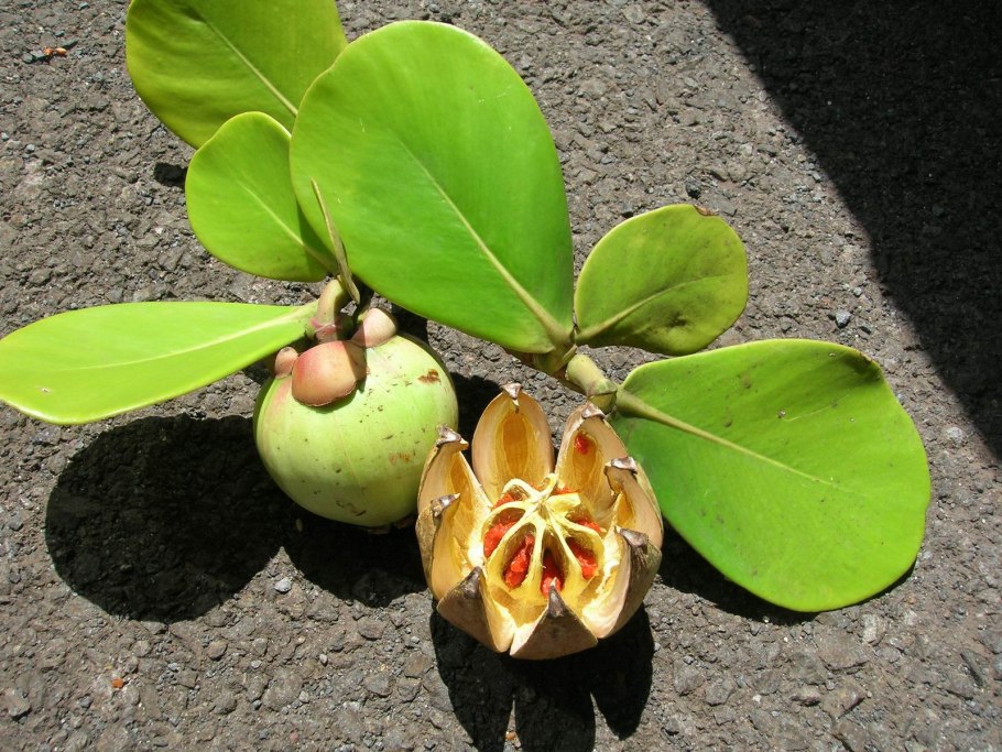 Клузия цветок