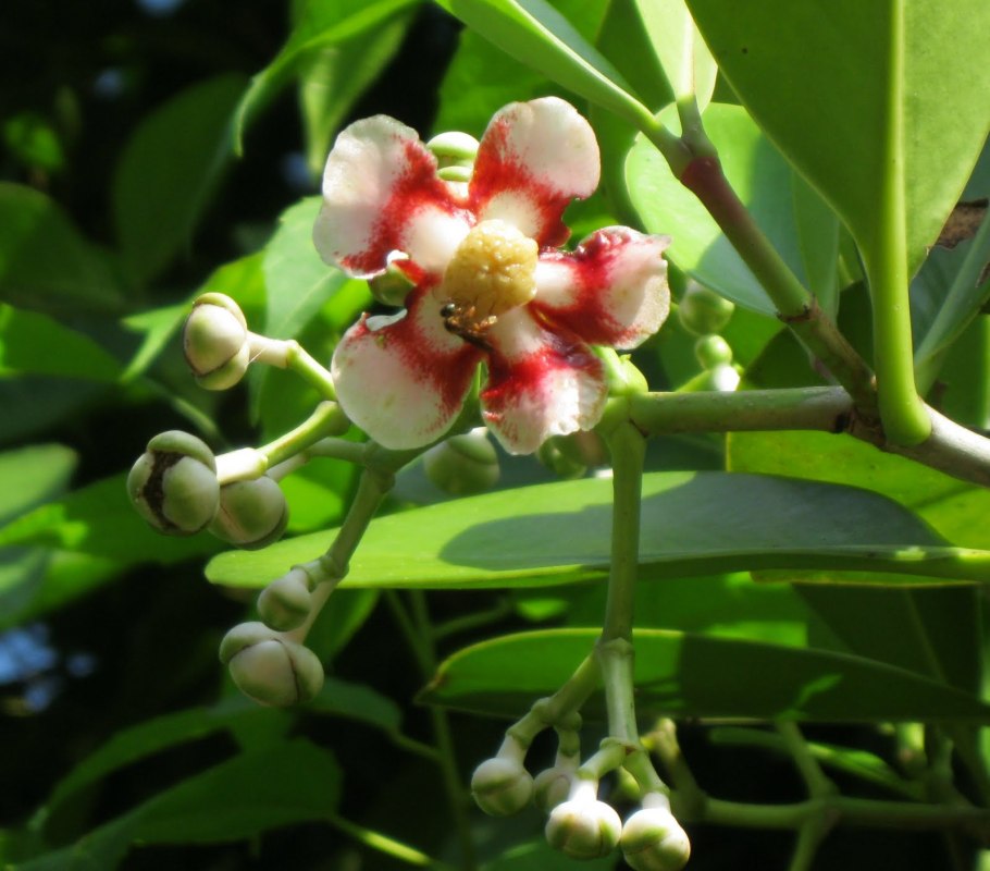 Фикус Клузия