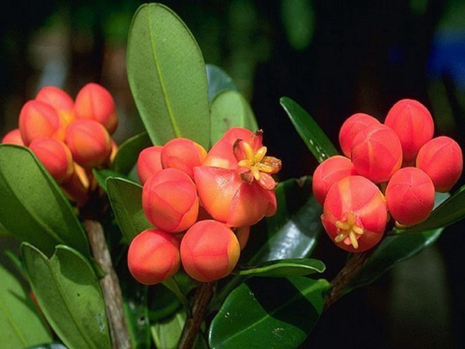 Фикус Клузия