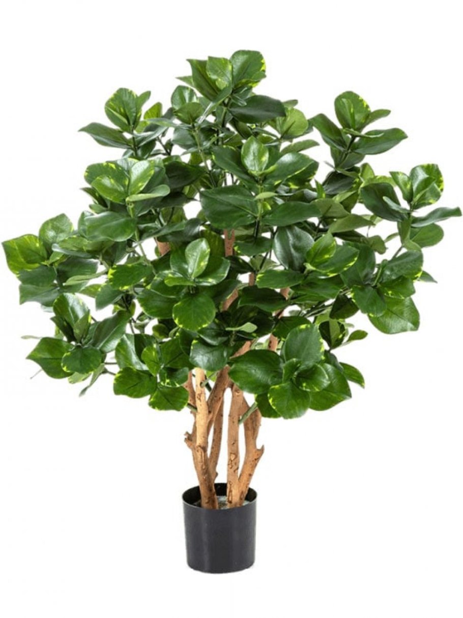 Клузия Грин Мэджик