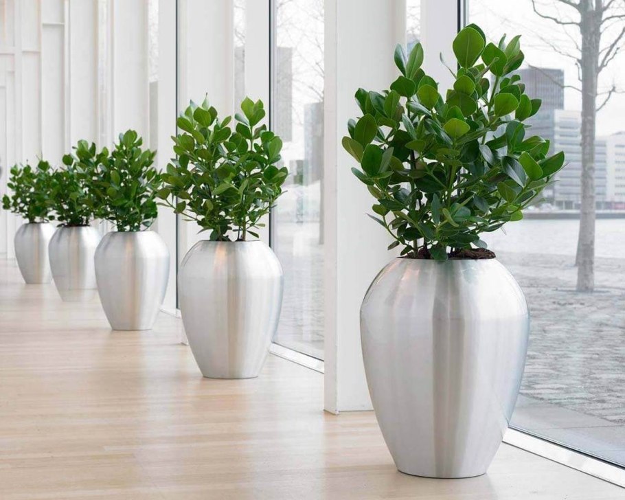 Clusia rosea Princess