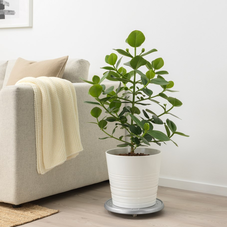 Клузия цветет