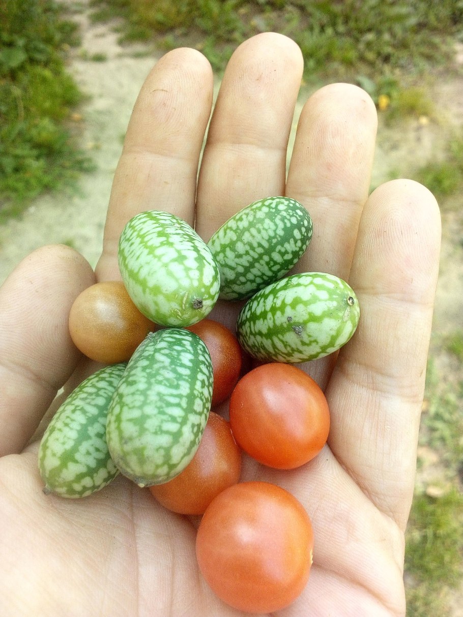 Мелотрия Колибри