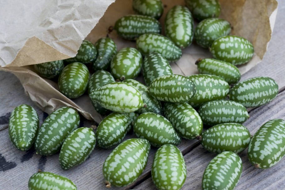 Мелотрия Колибри