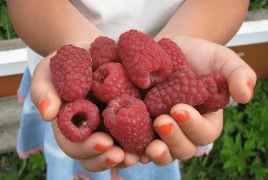 Малина крупноплодная гигант