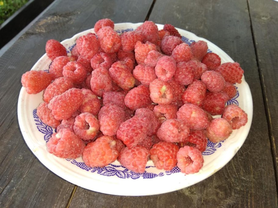 Малина крупноплодная Краса России