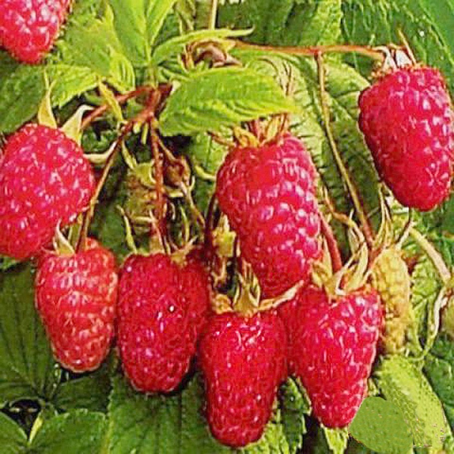 Малина ремонтантная Соколица